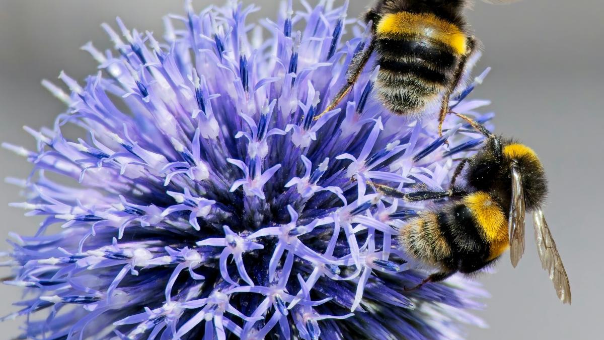 inteligenta neasteptata la bondari pot rezolva probleme complexe la fel ca cimpanzeii elefantii si ciorile
