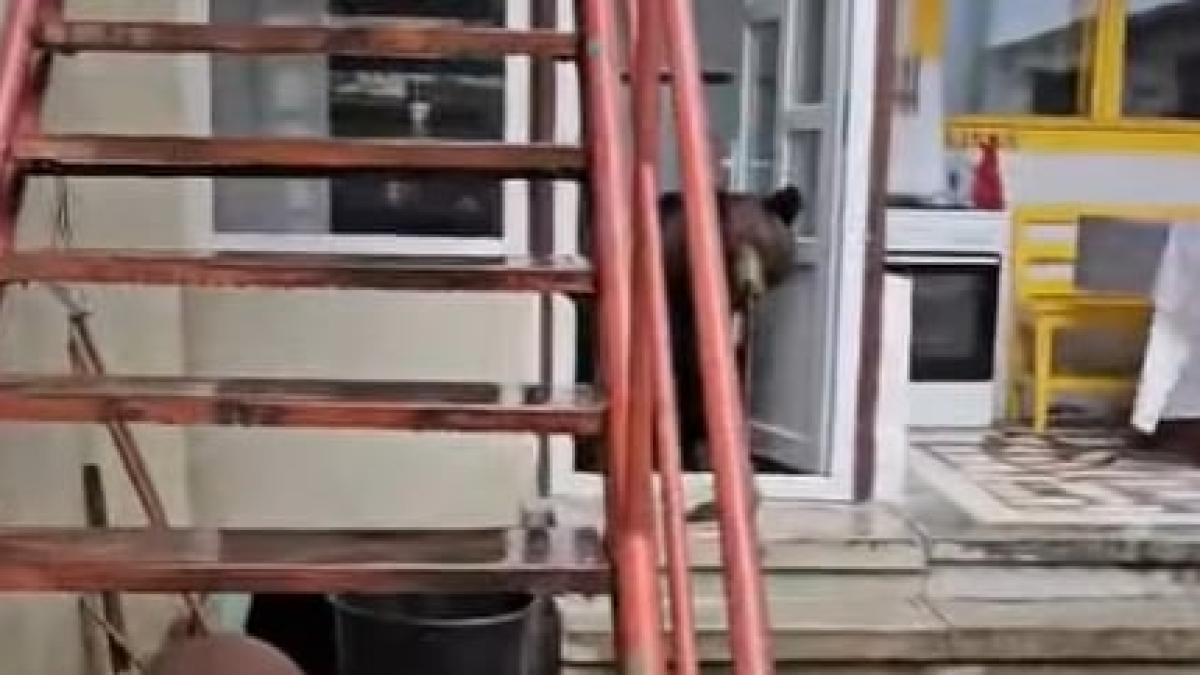 ursoaica impuscata in busteni dupa ce a intrat cu puii intr o locuinta un pui a murit alti doi sunt cautati video