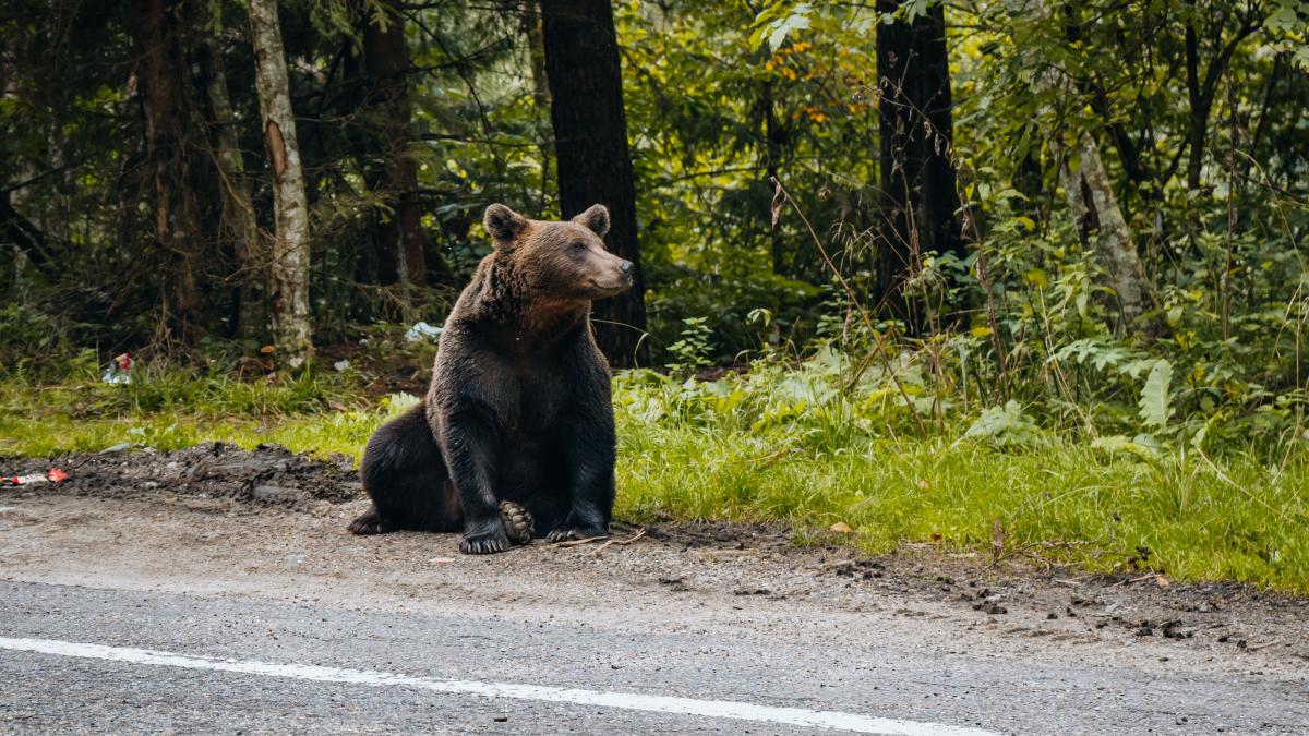 De ce hrănesc turiștii urșii de pe Transfăgărășan Explicația psihologului Cotigă despre obișnuință, despre mitul că un gând bun oprește pericolul și cum se pierde frica