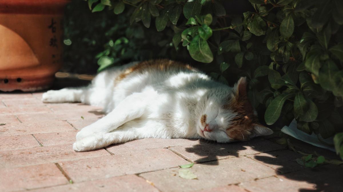 pexels-zzzzlz-37400230