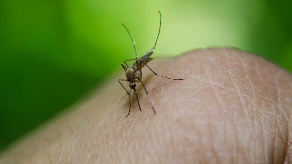 west_nile_tantar_pxb_28568700