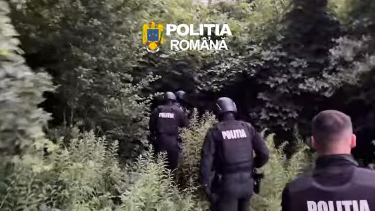 urmarit gasit in vegetatie cluj