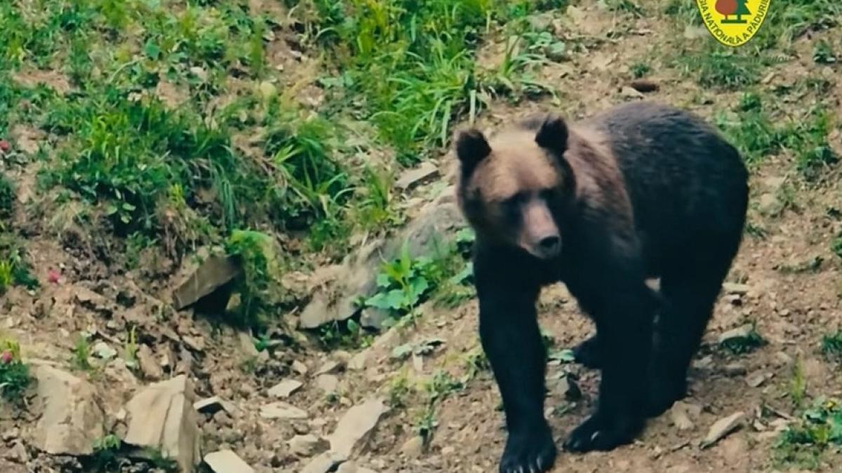 Pe cine ați paria într-o întâlnire dintre un urs și un mistreț Ce au surprins camerele montate de Romsilva  video