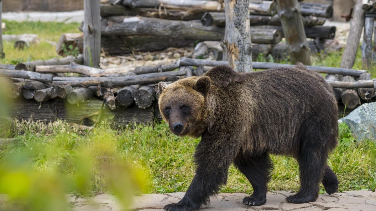Au strigat după ajutor, dar nimeni nu a venit. Satul din Buzău unde oamenii se simt uitați și trăiesc în continuare cu frica urșilor „Nu îi doare pe nimeni de noi”