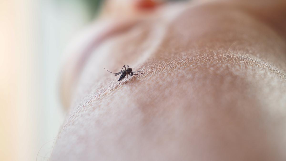 Virusul West Nile se extinde în Europa. Cum te protejezi de infecția transmisă de țânțari
