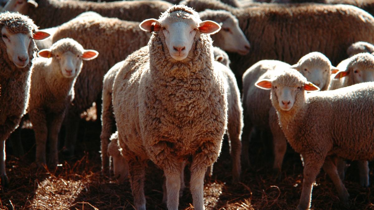 ovine_35588500
