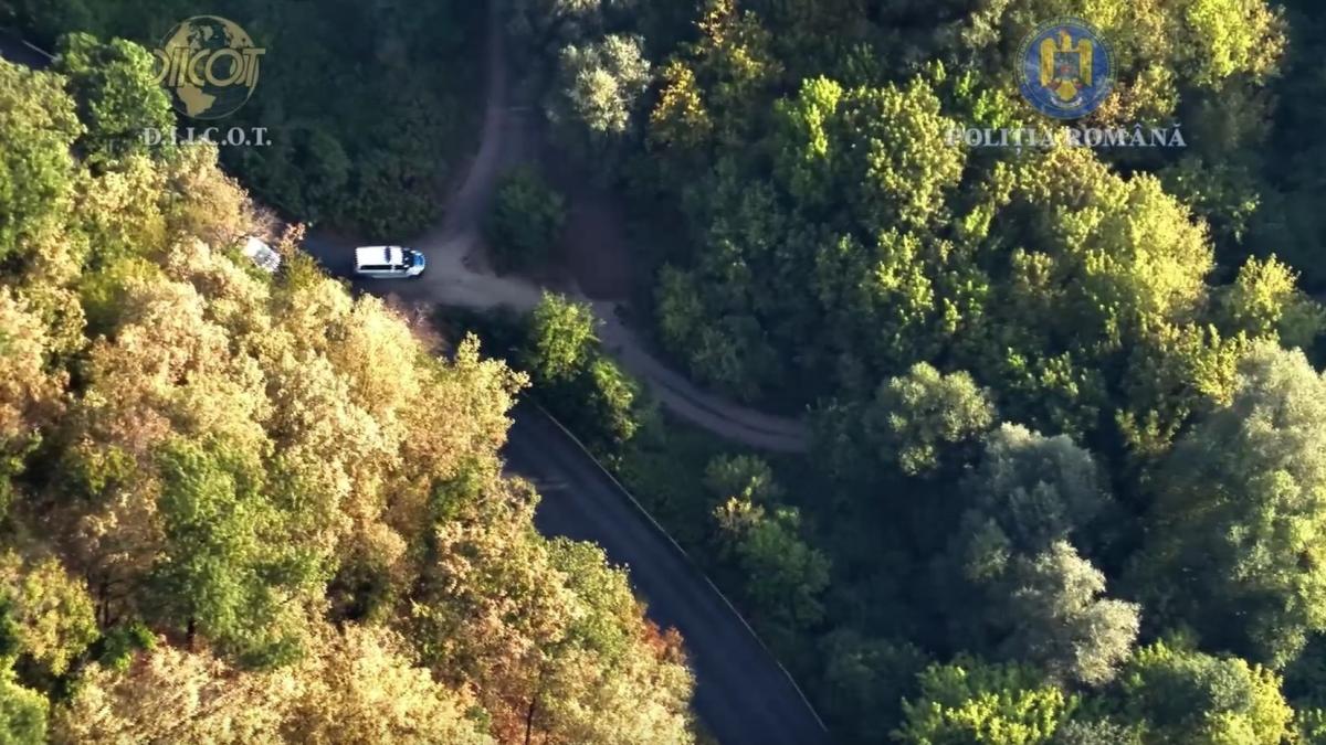 Descoperire pe malul Mureșului. O plantație de canabis, ascunsă printre legume și vegetație  video