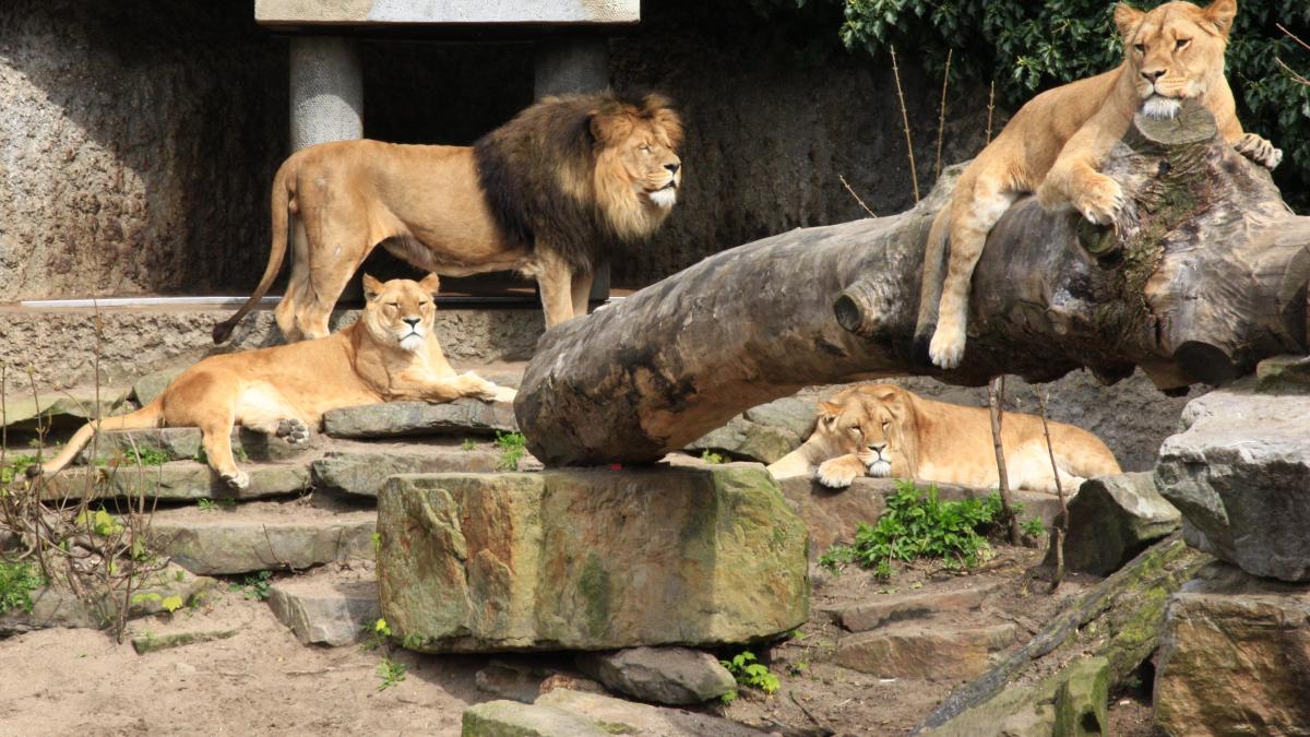 Grădină zoologică ilegală, închisă în Dâmbovița. Lei, tigri și urși, găsiți în condiții grave