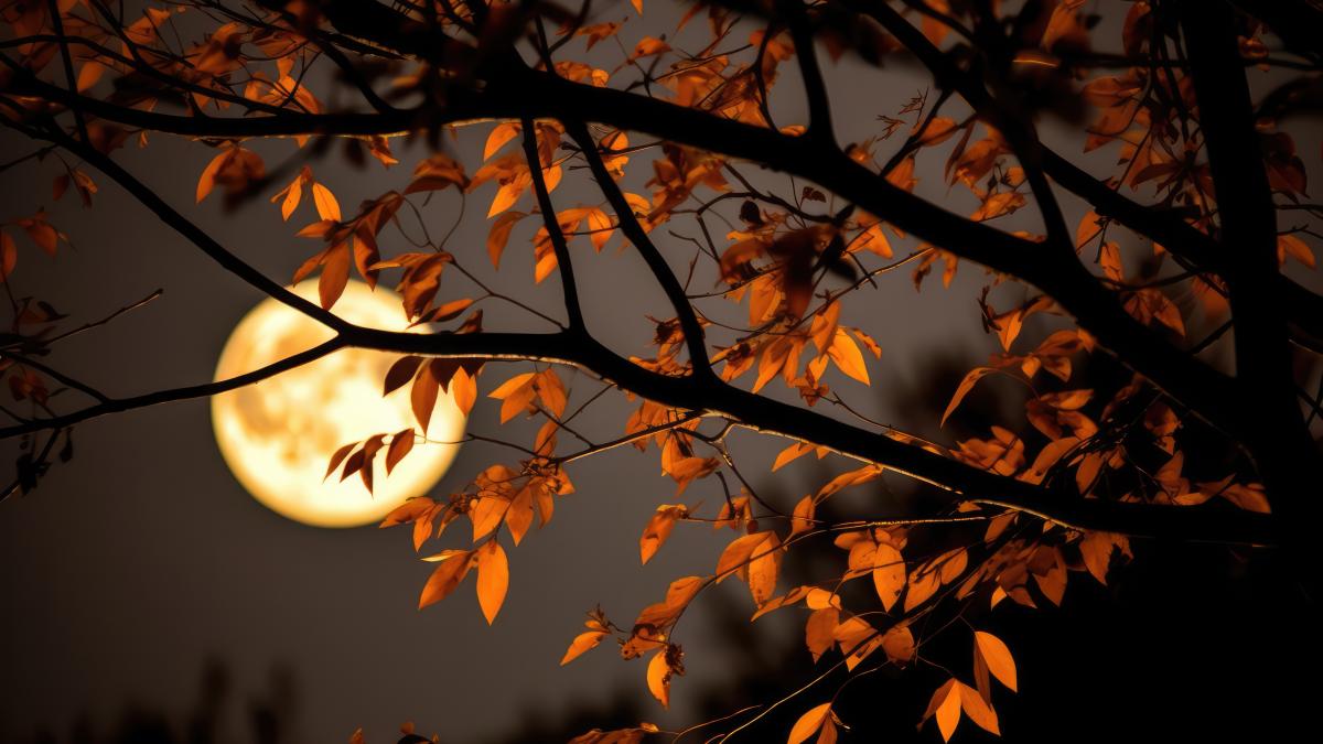 luna plina crengi copac