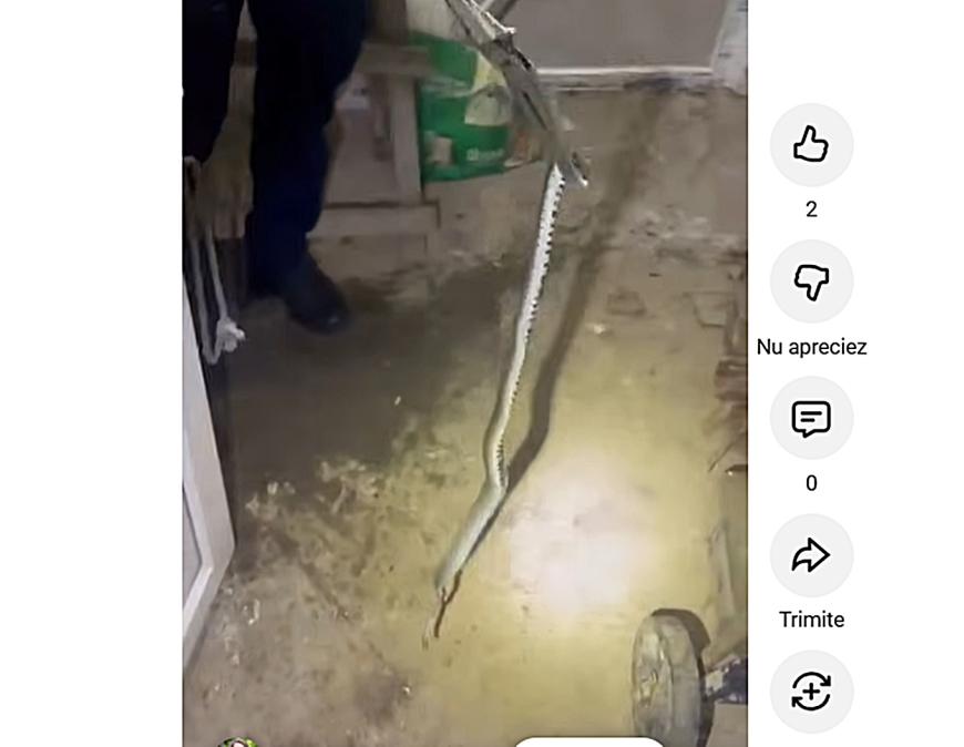 Foto: Șarpe de un metru, descoperit sub un dulap într-o locuință din Băbeni, Vâlcea. Intervenția jandarmilor