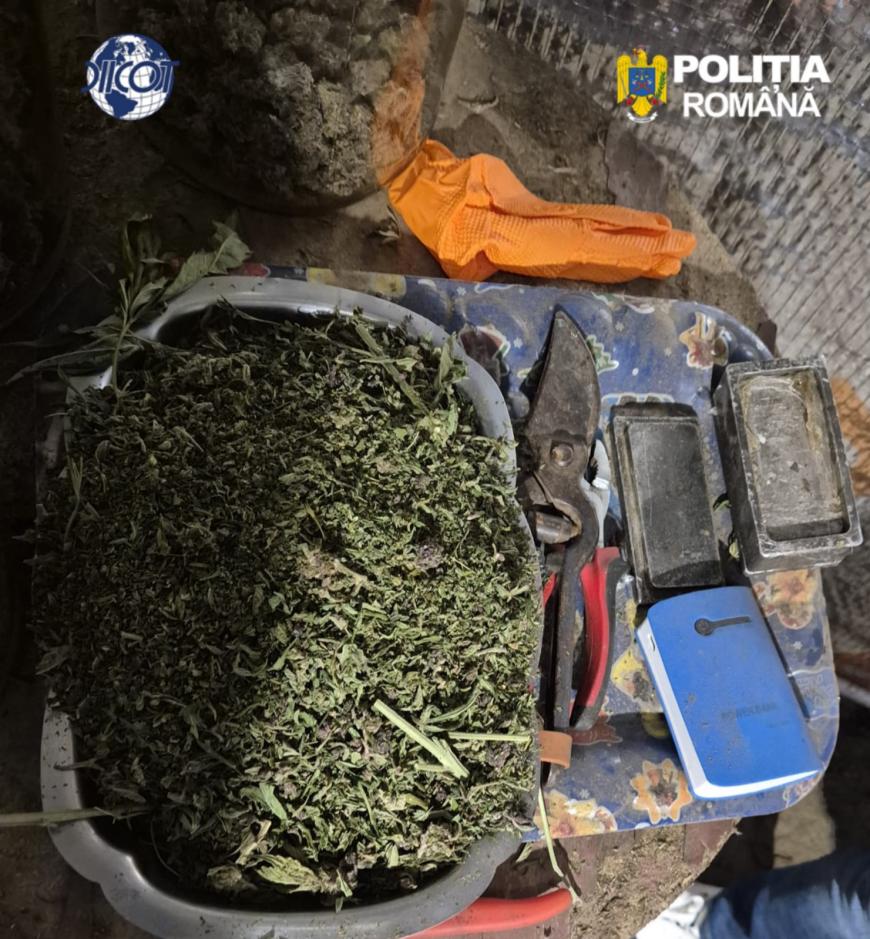 În loc de roșii, canabis. Descoperire surprinzătoare într-un solar din Neamț - FOTO