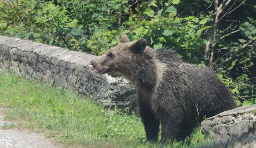 Imaginile zilei vin de pe Transfăgărășan. Urșii cerșetori, la marginea drumului 