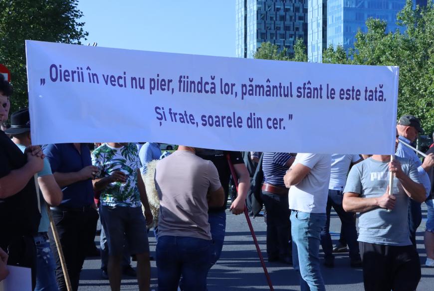 Protestul oierilor, joi,  în fața ANSVSA și a Guvernului. Revendicările ciobanilor