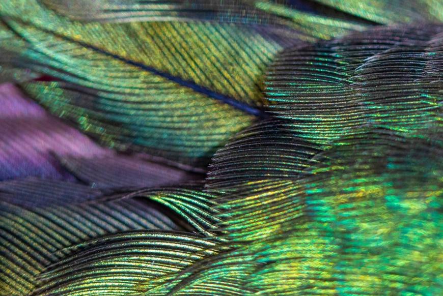 Prezentarea Phantom Hummingbird: Primul Rolls-Royce din istorie cu intarsie din cochilie de abalone