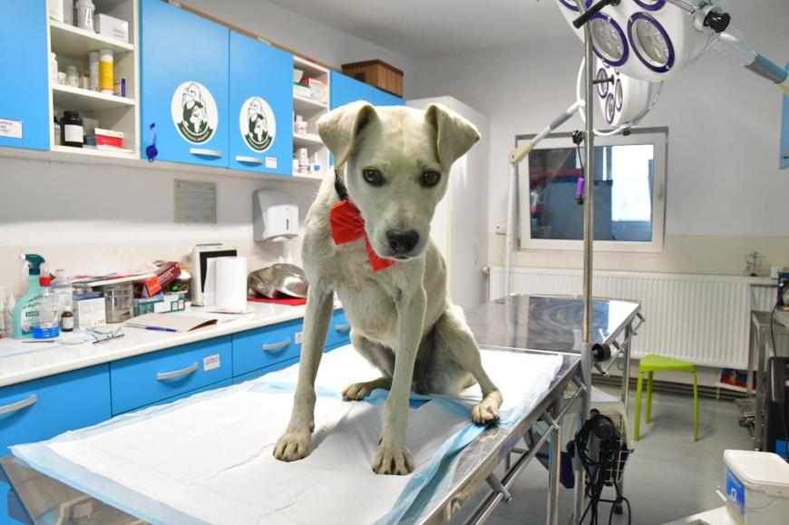 O familie pentru fiecare câine: cum transformăm intenția de a adopta în adopții reușite. Unul din trei deținători de animale vrea să adopte. Ce îi oprește?