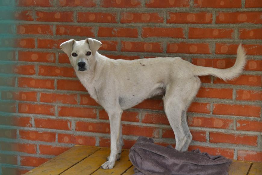 O familie pentru fiecare câine: cum transformăm intenția de a adopta în adopții reușite. Unul din trei deținători de animale vrea să adopte. Ce îi oprește?
