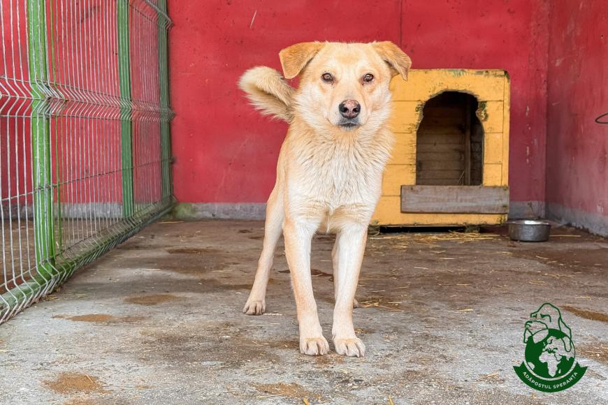 O familie pentru fiecare câine: cum transformăm intenția de a adopta în adopții reușite. Unul din trei deținători de animale vrea să adopte. Ce îi oprește?