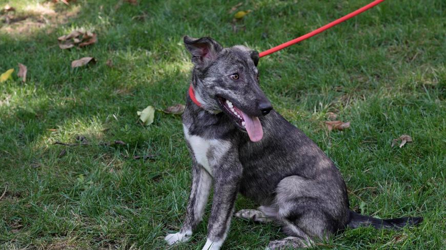 O familie pentru fiecare câine: cum transformăm intenția de a adopta în adopții reușite. Unul din trei deținători de animale vrea să adopte. Ce îi oprește?