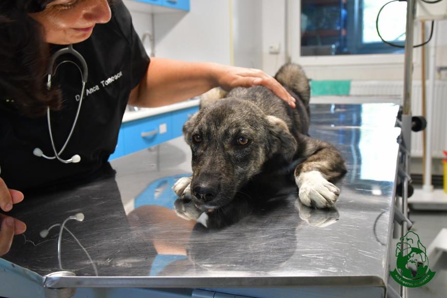O familie pentru fiecare câine: cum transformăm intenția de a adopta în adopții reușite. Unul din trei deținători de animale vrea să adopte. Ce îi oprește?