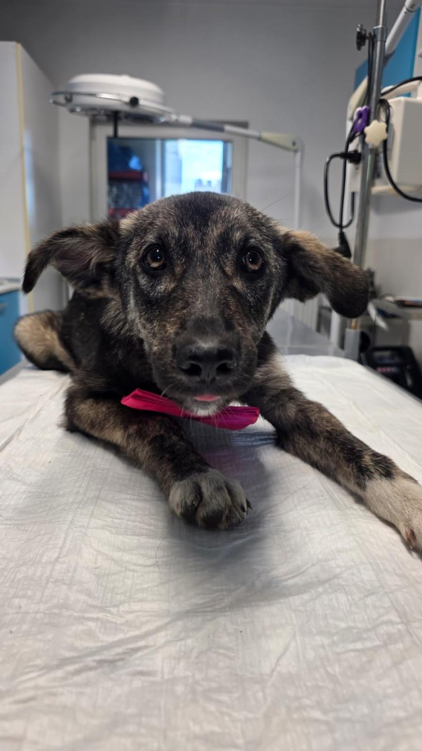 O familie pentru fiecare câine: cum transformăm intenția de a adopta în adopții reușite. Unul din trei deținători de animale vrea să adopte. Ce îi oprește?