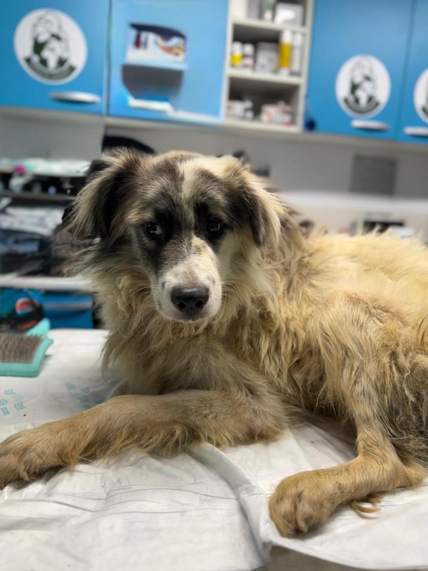 O familie pentru fiecare câine: cum transformăm intenția de a adopta în adopții reușite. Unul din trei deținători de animale vrea să adopte. Ce îi oprește?