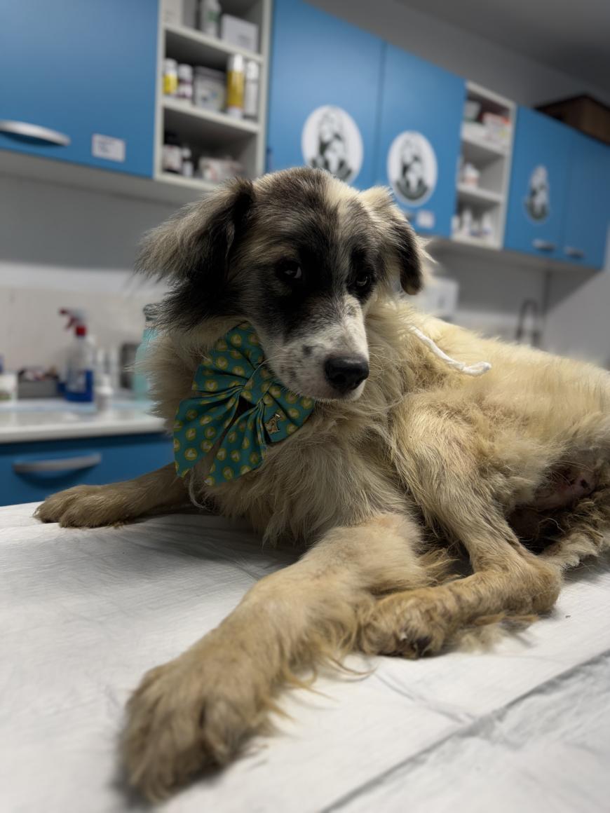 O familie pentru fiecare câine: cum transformăm intenția de a adopta în adopții reușite. Unul din trei deținători de animale vrea să adopte. Ce îi oprește?