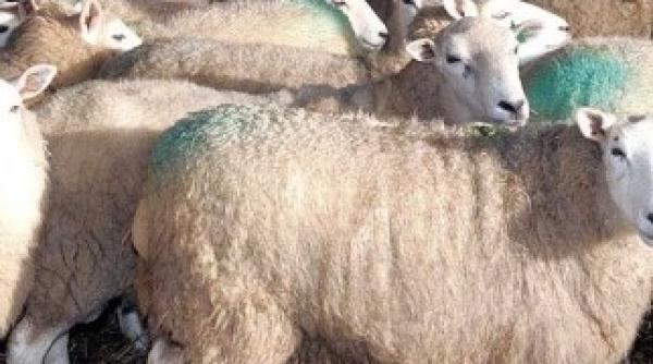 ministrul agriculturii luat in coarne