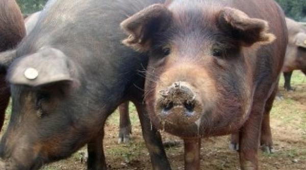 vesti bune porcii vor putea pleca in europa