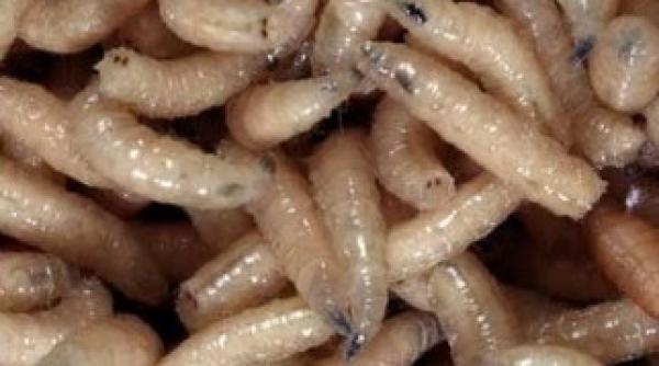 superoferta gris pentru pescari intr un supermarket din brasov