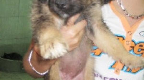 caz de cruzime extrema in bulgaria un pui de catel a fost jupuit de viu si decapitat