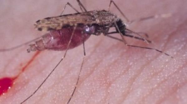 virusul west nile mai face o victima bilant trei morti si 34 de persoane bolnave