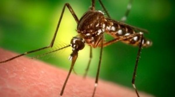 west nile raspandire simptome si efecte