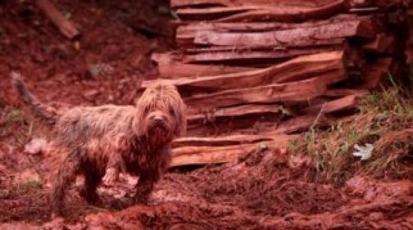 cainele rosu o imagine socanta de la accidentul din ungaria
