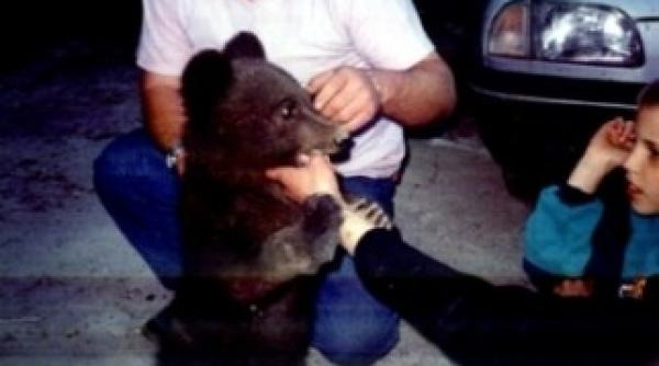 ursul muki mascota statiunii balvanyos a fost mutat la zarnesti