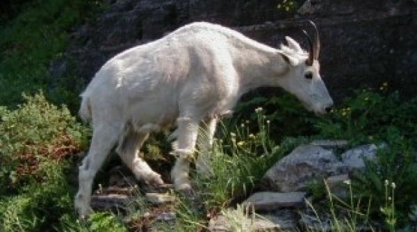 un american a fost ucis de o capra