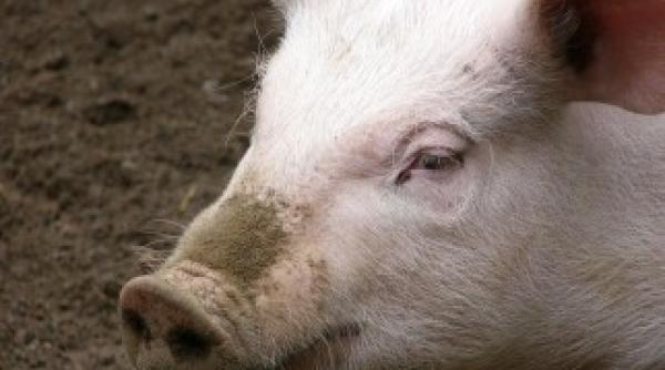 romania sub amenintarea trichinelozei cumarati carne de porc doar din spatiile autorizate sanitar