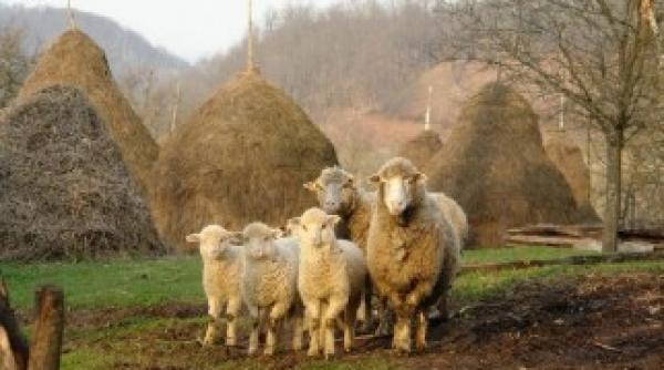 subventie de 10 euro pe cap de ovina