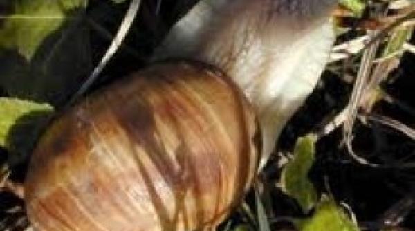 fabrica de produse din carne de melc inchisa pentru datorii de ce a pierdut pariul cu criza