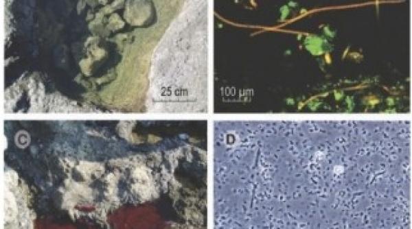 nasa bacterii extraterestre care ne dau lectii de viata si agricultura