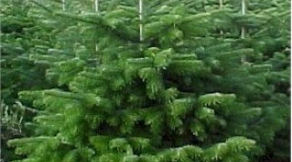 a inceput isteria brazilor de craciun peste 1 500 de pomi au fost confiscati