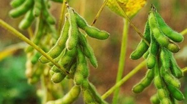 vaticanul sustine plantele modificate genetic si incurajeaza cultivarea acestora de catre ue