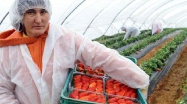 in 2010 au plecat la munca in strainatate de trei ori mai mul