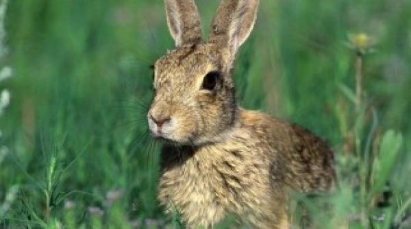 romania exporta iepuri de camp in italia