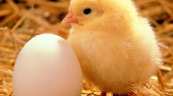 socant un milion de puisori au fost masacrati in rusia video