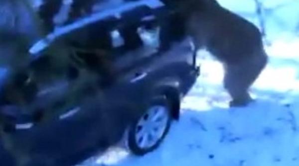 un urs a furat masina unor oameni video