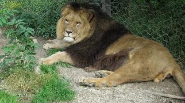 animalele exotice de pe plaiurile mioritice incalzite la soba cu lemne