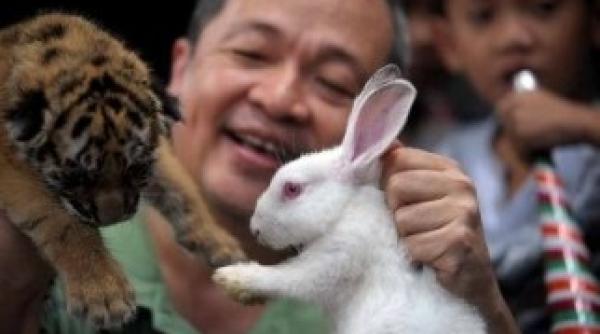 iepurele din 2011 calmeaza tigrul din 2010 taiwanezii ne prezic un an mai linistit