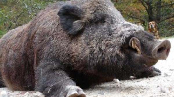alerta de gradul zero in opt judete dupa ce febra aftoasa a omorat un porc mistret la bulgari