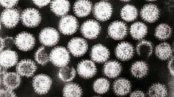 inca trei copii infectati cu rotavirus