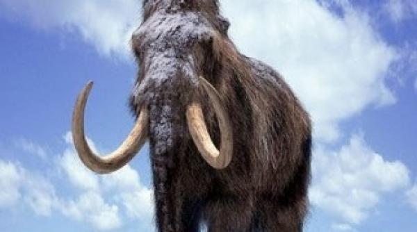 japonezii vor sa readuca la viata mamutii planuiesc sa obtina prin clonare un pui de mamut